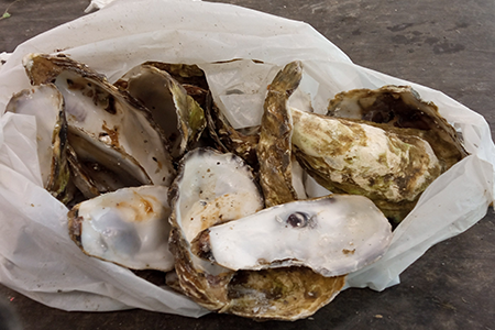 coquilles huitres ou moules erreurs de tri SITTOM MI